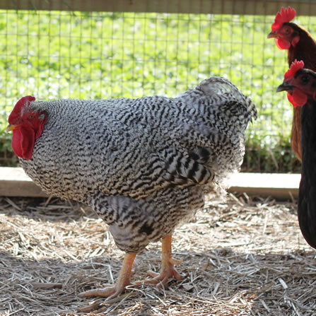 Chickens at Clarks Farm