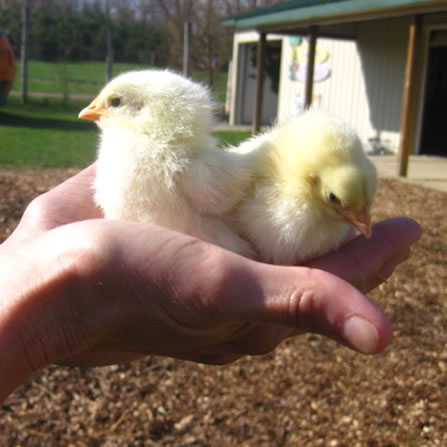 Chickens at Clarks Farm