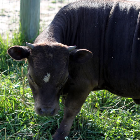 Sheep at Clarks Farm