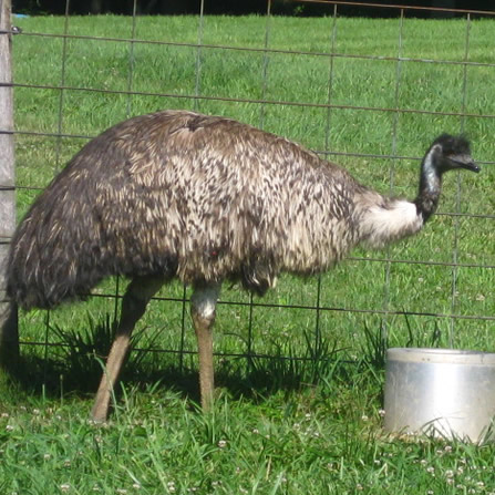 emus farm emu elioak animals petting clark