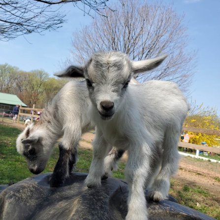 Goats at Clarks Farm