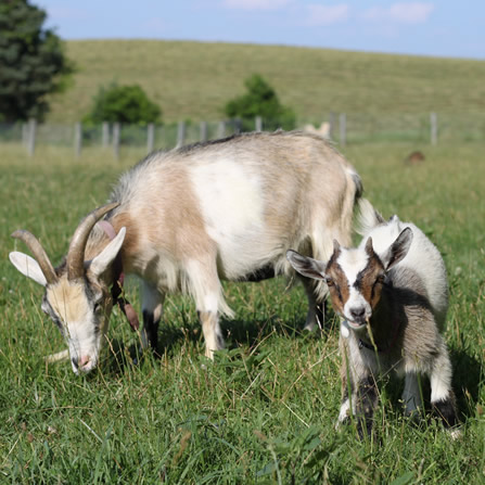 Goats at Clarks Farm