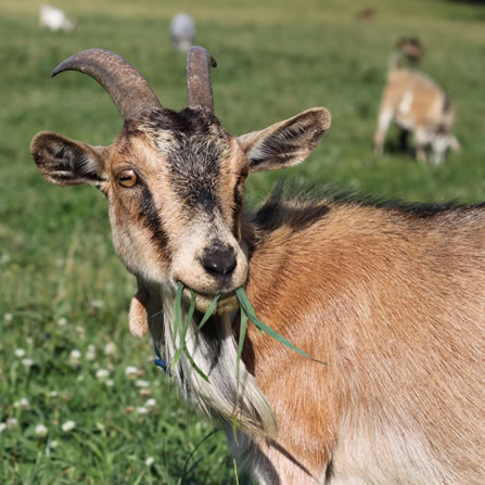 Goats at Clarks Farm