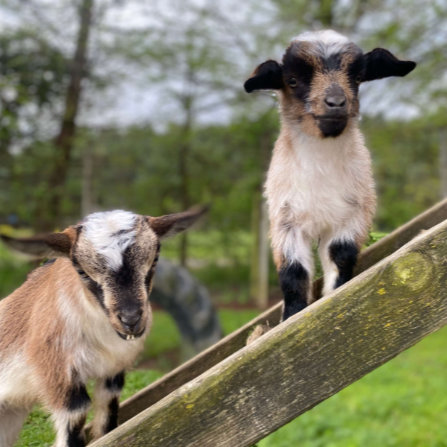 Goats at Clarks Farm