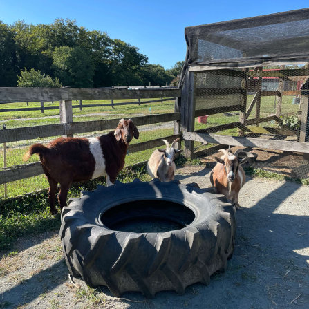Goats at Clarks Farm