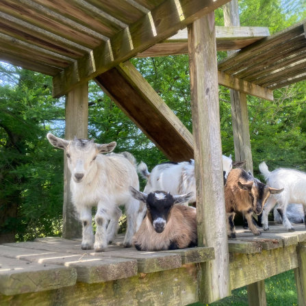 Goats at Clarks Farm