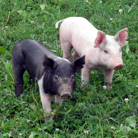 Pigs at Clarks Farm