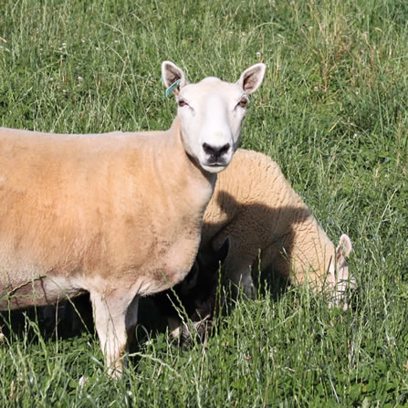 Sheep at Clarks Farm