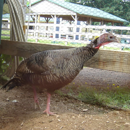 Turkeys at Clarks Farm