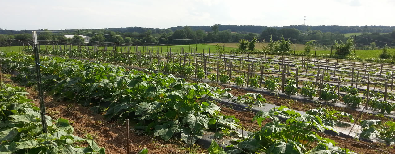 Vegetables growing on Clark's Farm