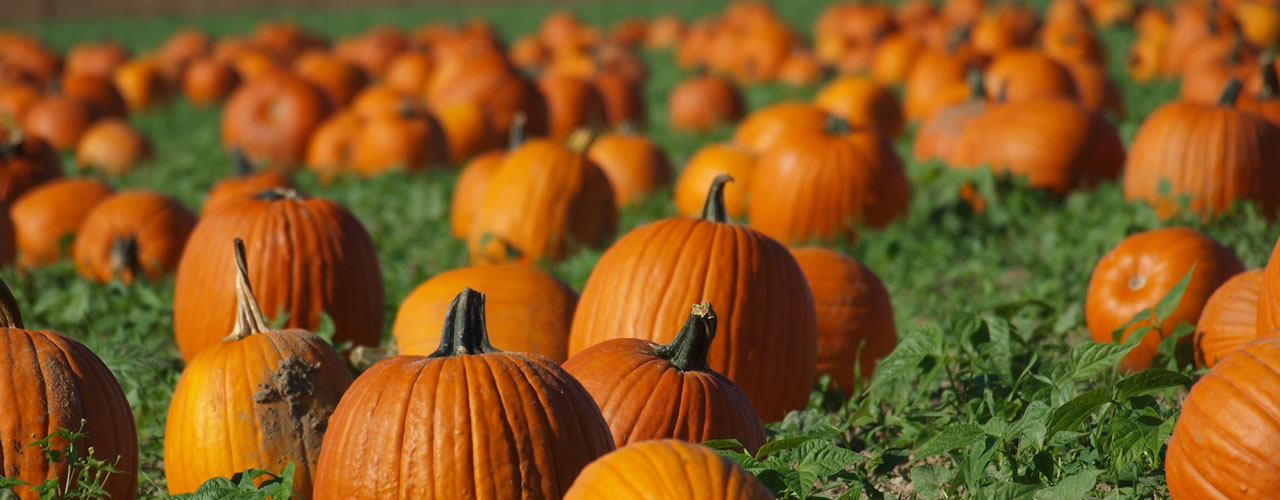 Clarke Farm Pumpkin Patch